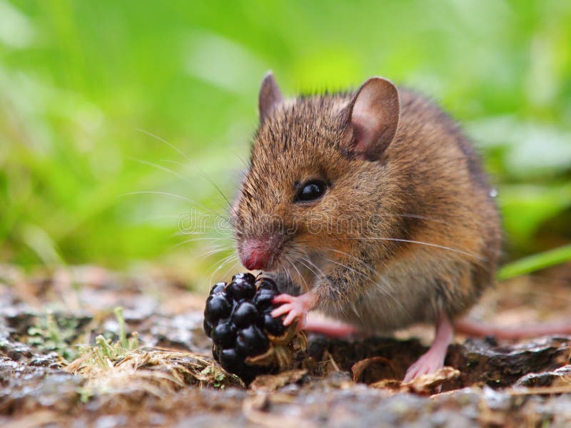 Wild Mouse Eating Raspberry Stock Photo Image of ears, bosmuis 22729188