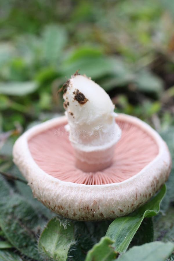 Wild field mushroom