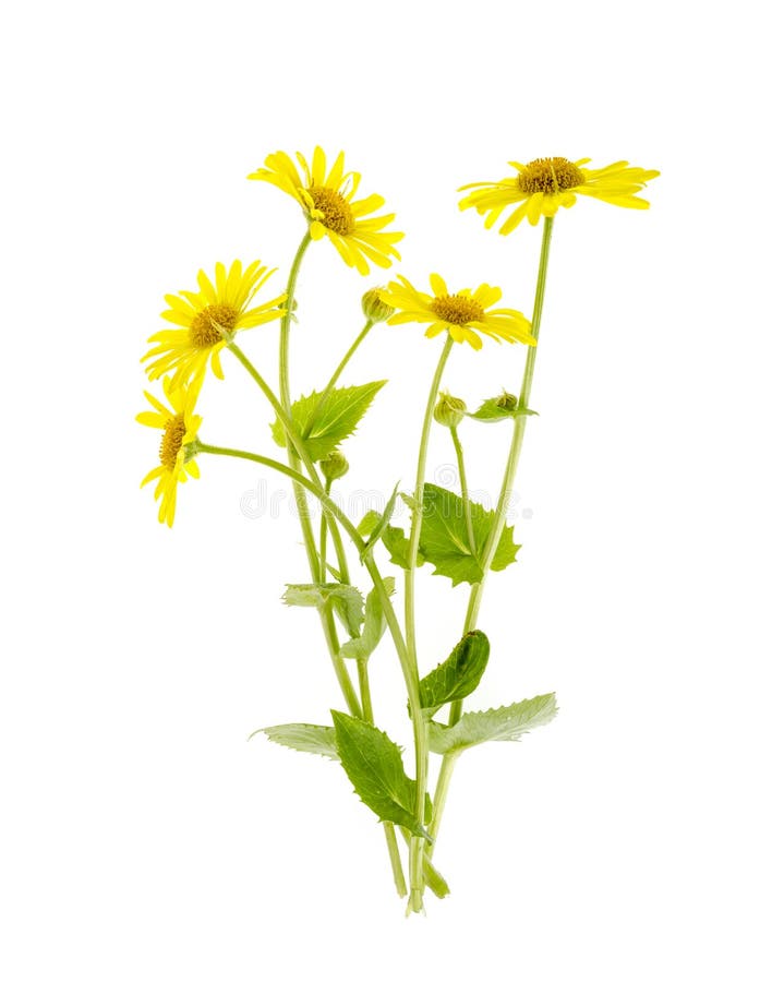 Wild field yellow flowers isolated on white background.