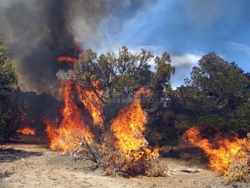 Wild Fire stock photo. Image of flame, torching, fire 30807108