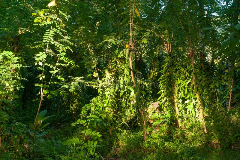 Wild Flat-leaved Vanilla Vanilla Planifolia Trees in the Forest. Landscape  Stock Photo - Image of jungle, dense: 186240886