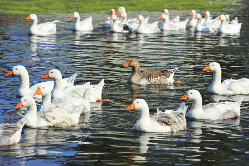 flocks of geese flocks of geese