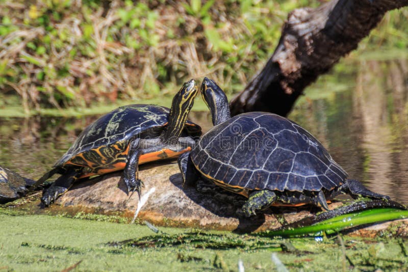 Wild Florida Slider Turtles stock images