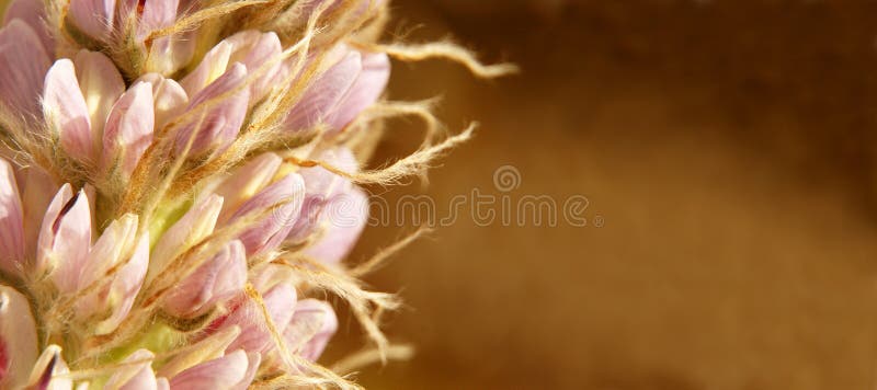 Wild flower from Andes.