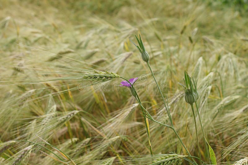 Wild flower