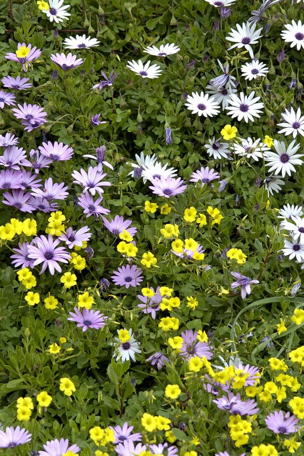 Wild Flower Fields with Annual Plants from Seeds. Stock Image Image
