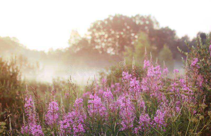 Wild flower in fog on sunset