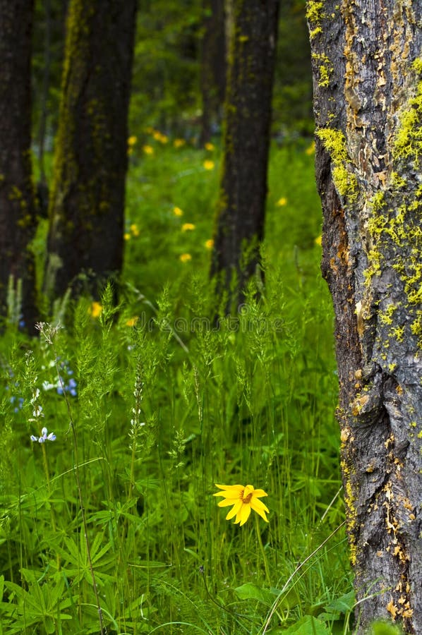 Wild Flower Forest