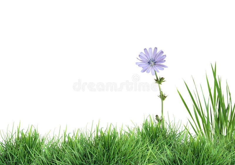 Wild Flower On Green Grass