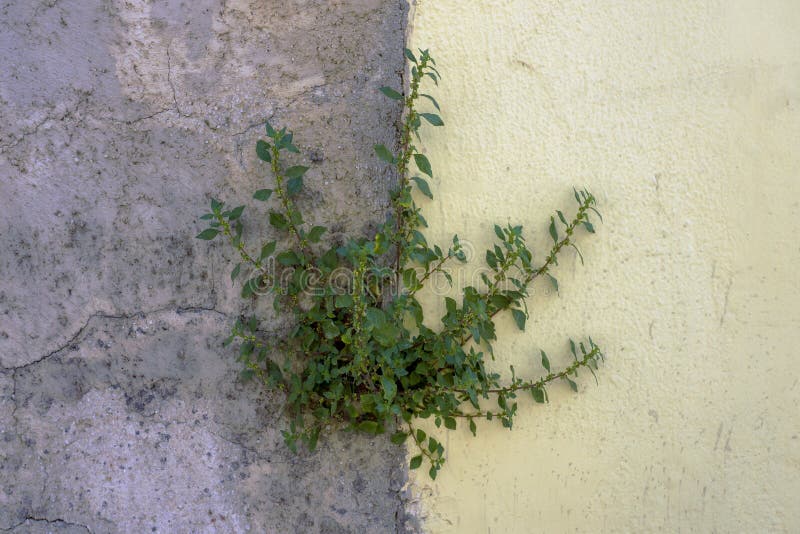 Wild flower growing on concrete wall, right in the fringe between painted part and abandoned one. Contrast between new and old, clean and dirty. Wild flower growing on concrete wall, right in the fringe between painted part and abandoned one. Contrast between new and old, clean and dirty.