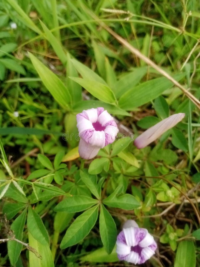 Chacom Skipper 703 (brown Smooth) - La Rit - Foto 4