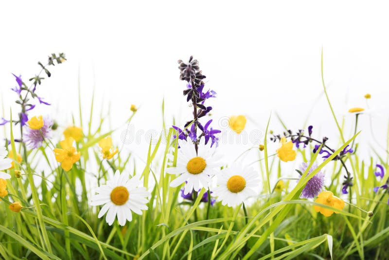 Wild flower meadow in front of white background