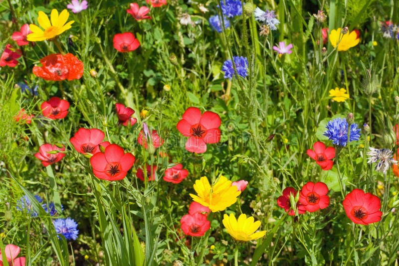 Wild flower meadow stock photo. Image of blooming, pink - 124034440