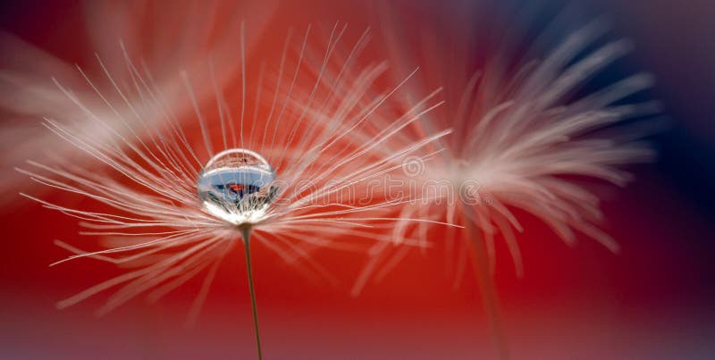 Wild flower on morning field with abstract nature bokeh background