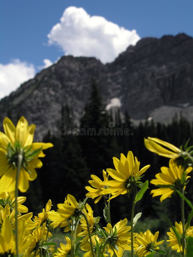 Wild flower mountain vertical