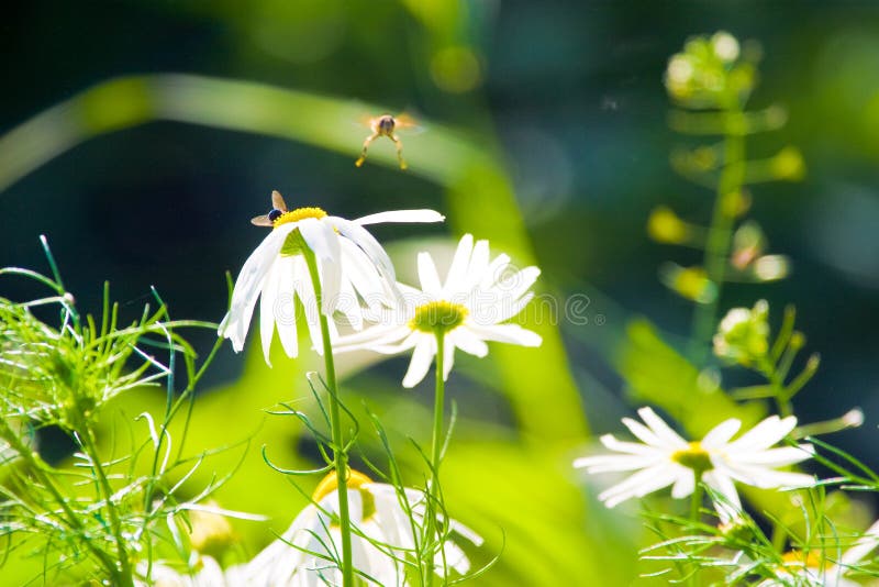 Wild flowers royalty free stock image
