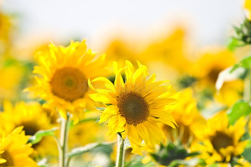 Wild flowers stock image