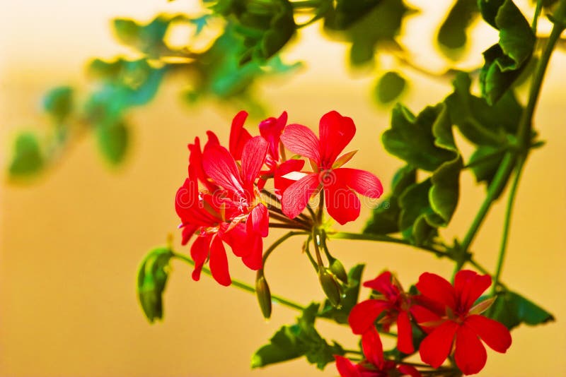 Wild flowers royalty free stock images