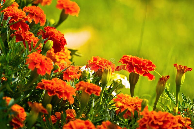 Wild flowers stock photo