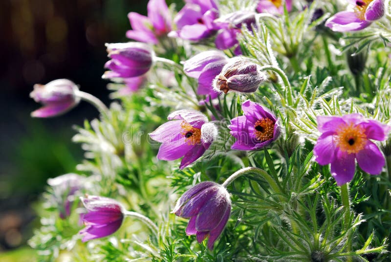 Wild Flowers royalty free stock photo