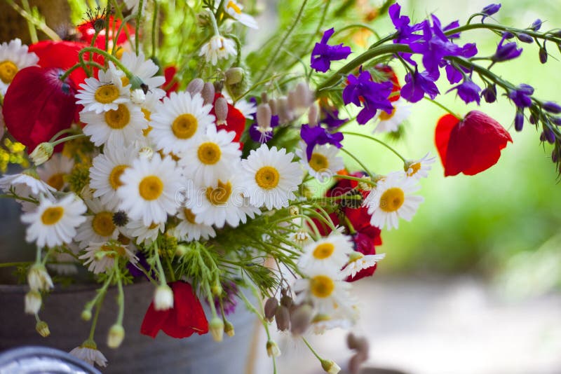Wild flowers stock image. Image of beauty, daisies, blur 19079707