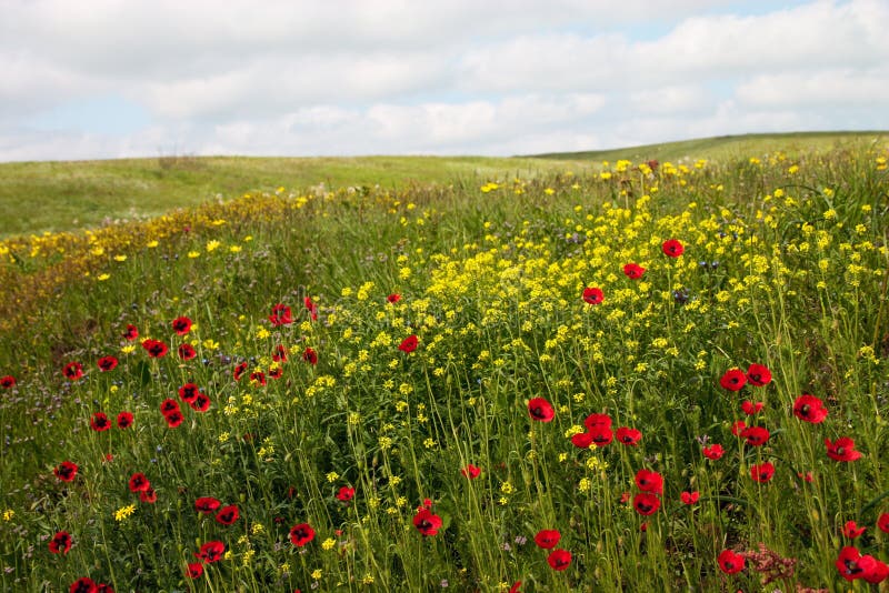 Wild flowers stock photos
