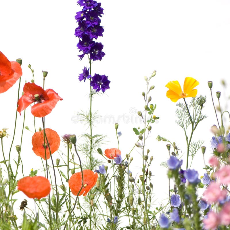 Wild flowers stock photography