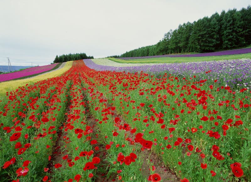 Wild Flowers