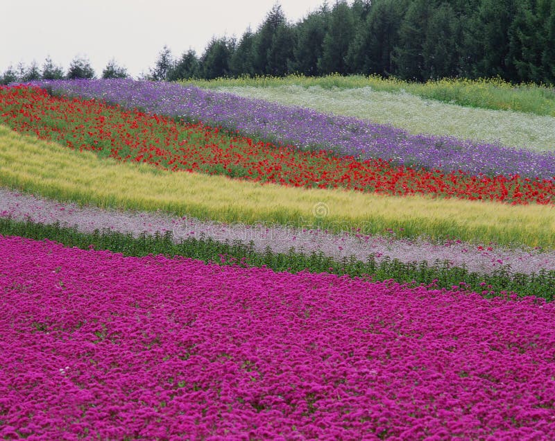 Wild Flowers