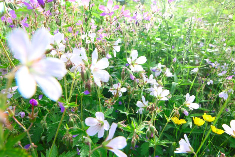 Wild flowers