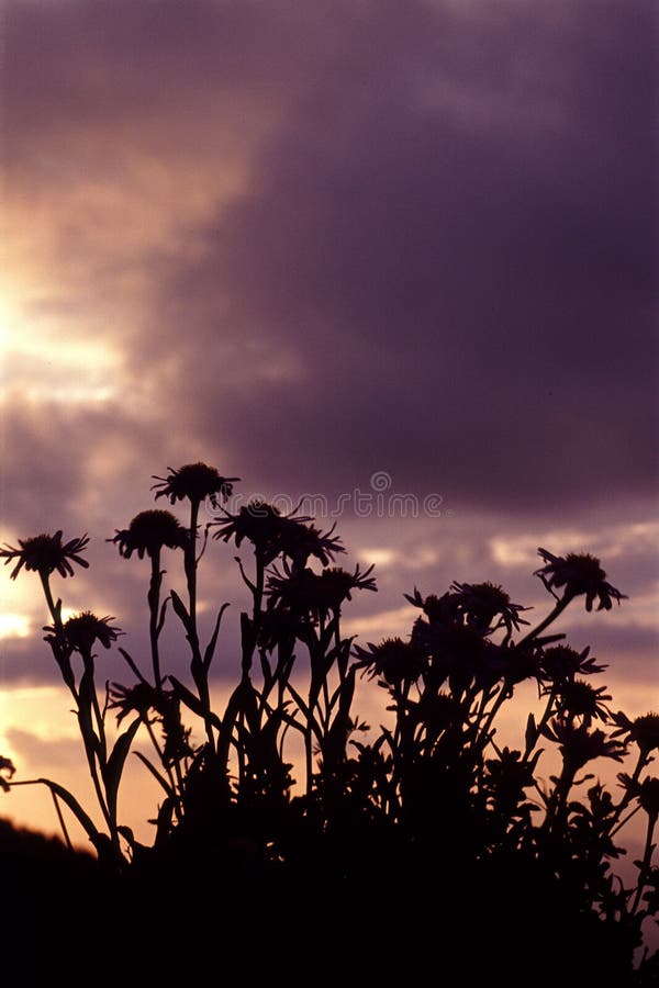 Wild flowers