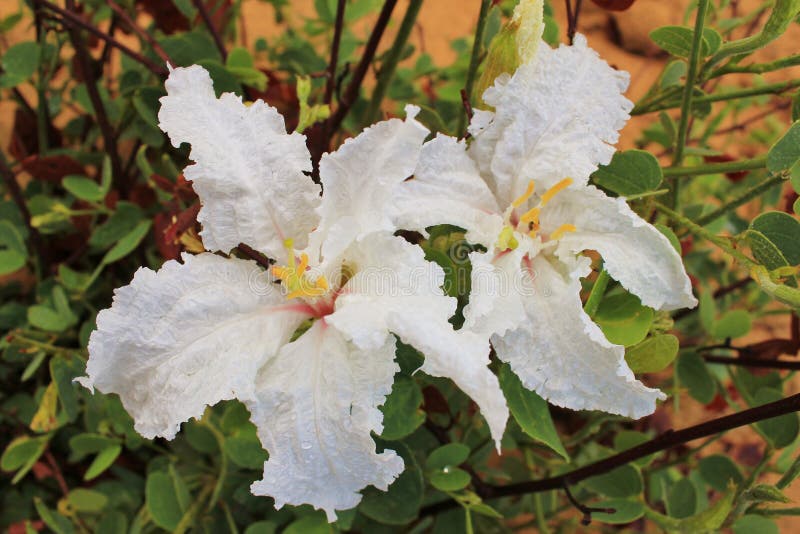 Wild flowers - African Coffee Bush