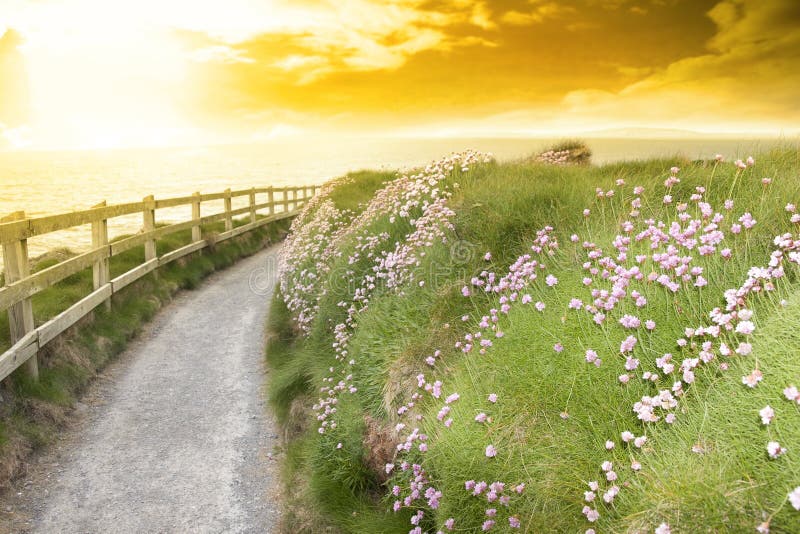 Wild flowers along a cliff walk path