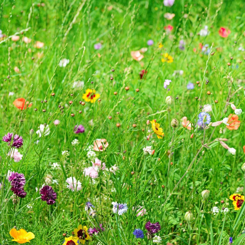 Wild flowers stock image. Image of garden, flowers, blossom 27236105