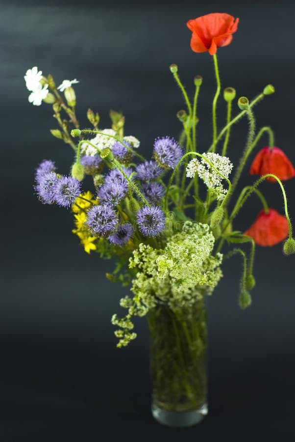 Wild flowers on the black