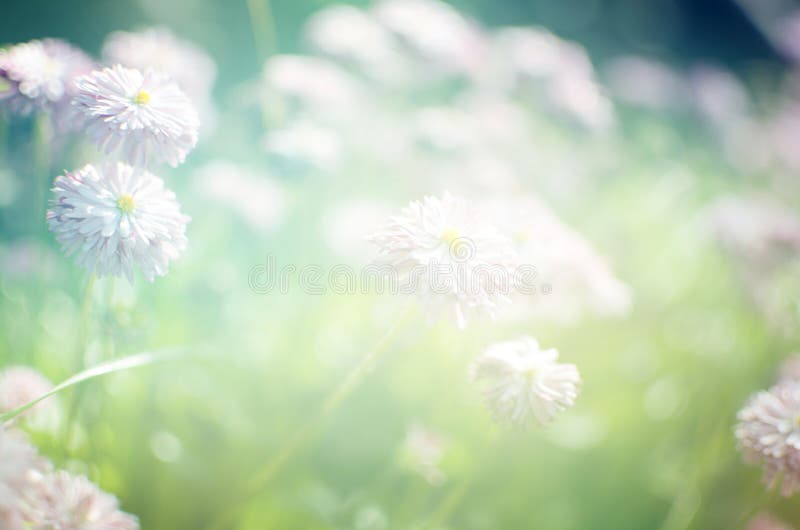 Wild Flowers Blooming.