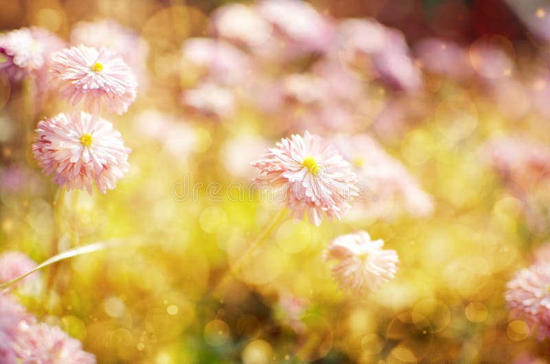 Wild Flowers Blooming.