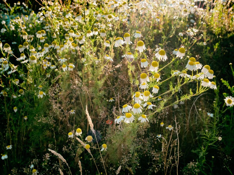 Wild Herbs. Wildflowers in Summer. Vector Color Flowers -  Denmark в  2023 г  Цветы в технике грифонаж, Цветочное искусство, Цветок
