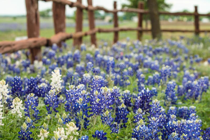 Wild flowers royalty free stock photos