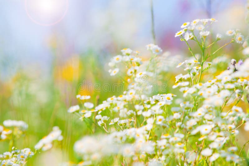 Wild flowers with bright blue sky