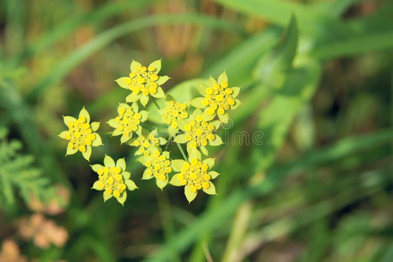 Wild flowers