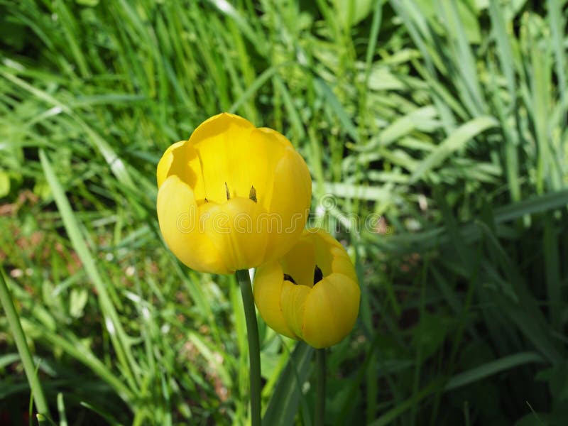 Wild Flowers Covered with Dew in the Sunlight Stock Photo Image of