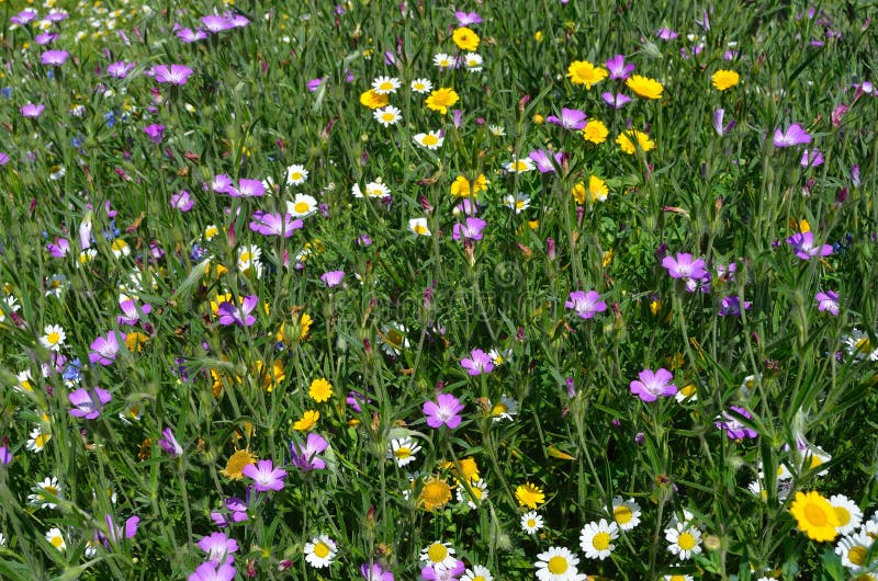 Wild Flowers stock photo. Image of wild, natural, europe 43372518