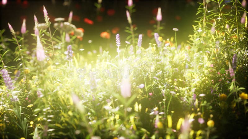 Wild flowers in the field royalty free illustration