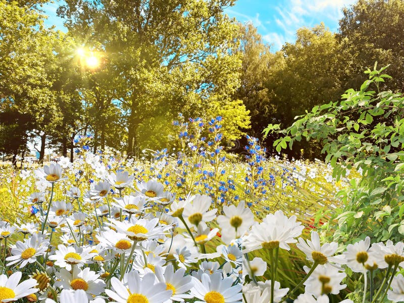 Wild Flowers On Field In Forest And Park Green Grass Chamomile Flowers