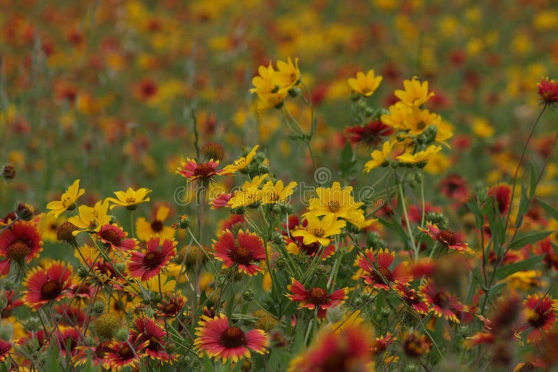 Wild Flowers in the Fields of South Texas Stock Photo Image of trail