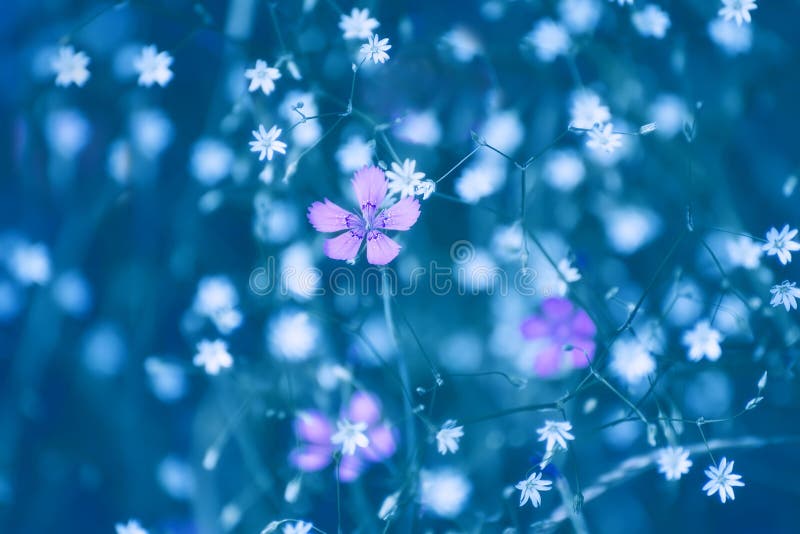 Wild flowers forest