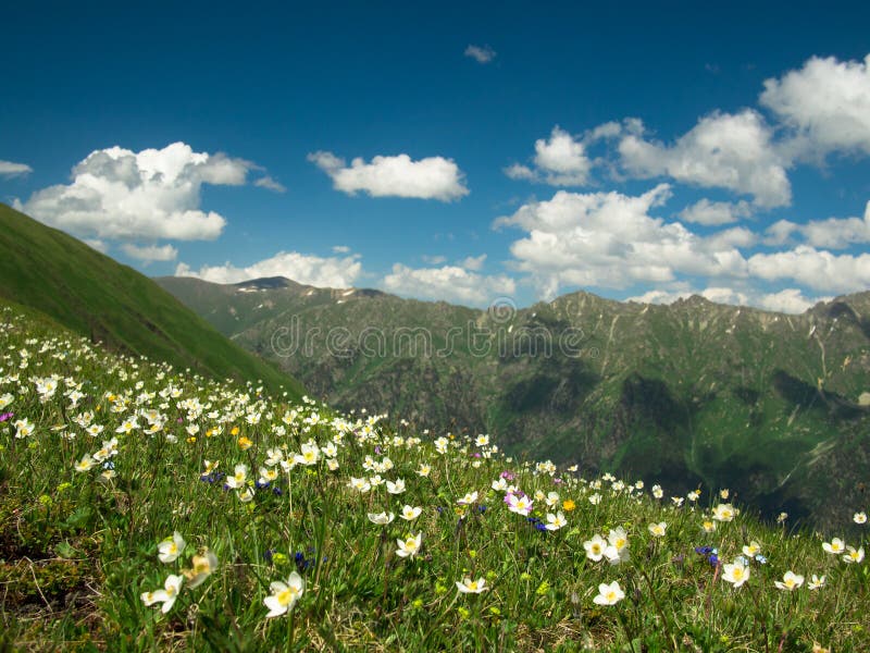 Wild Flowers and Grass on a Background of Mountains Stock Photo - Image ...