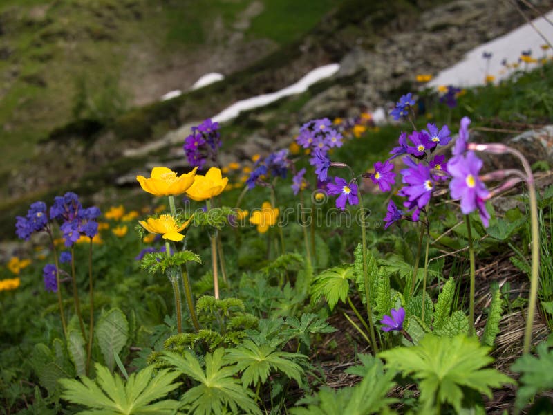Blue Flower On A Blurred Background Of Grass. Mountain ...
