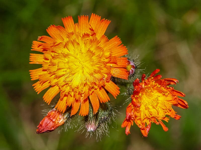 Wild flowers of Haliburton, ON, Canada